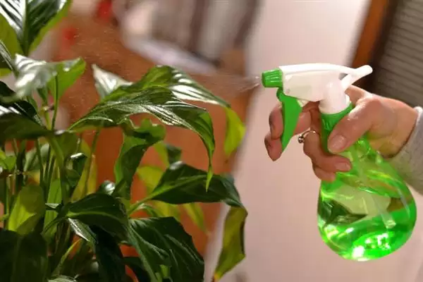 绿萝在春季隔多久浇一次水比较合适?插图1 绿萝在春季隔多久浇一次水比较合适?插图1