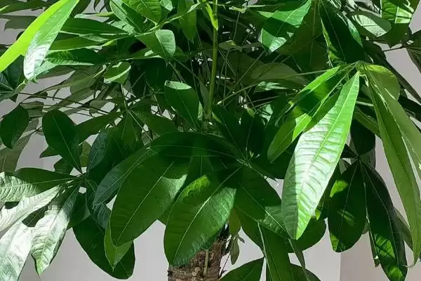 发财树的盆栽方法,发财树的盆栽方法在春秋有何要求插图2 发财树的盆栽方法,发财树的盆栽方法在春秋有何要求插图2