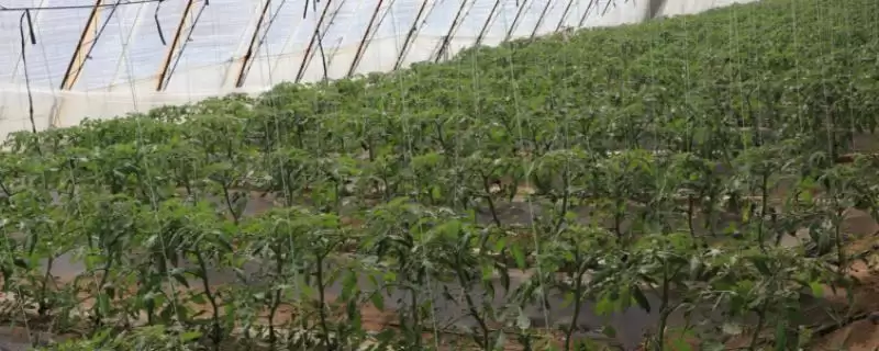 大棚蔬菜浇水有哪些实用技巧,大棚蔬菜浇水技巧-会东网