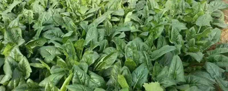 菠菜的生长过程是怎样的呢,菠菜的生长过程介绍-会东网