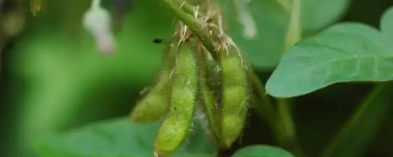 中黄228大豆品种种植密度多少?-会东网