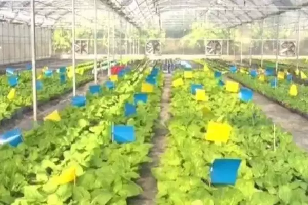 如何避免大棚蔬菜出现弱光症,大棚蔬菜弱光症的避免措施插图1 如何避免大棚蔬菜出现弱光症,大棚蔬菜弱光症的避免措施插图1