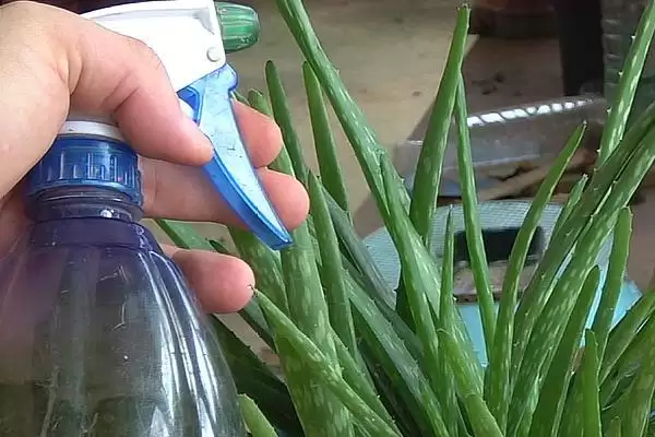 芦荟浇太多水的处理,对芦荟浇太多水了应如何进行处理插图2 芦荟浇太多水的处理,对芦荟浇太多水了应如何进行处理插图2