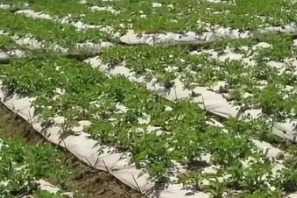 地膜土豆与胡萝卜套种技巧,地膜土豆与胡萝卜套种有哪些技巧插图1