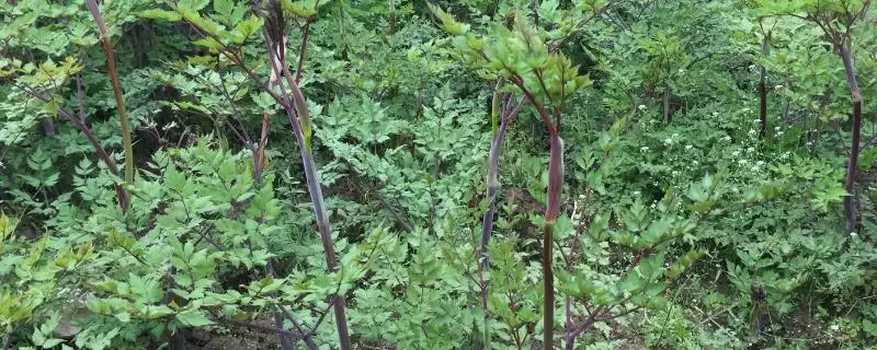 当归提前抽苔的原因分析,当归提前抽苔是什么原因导致的插图 当归提前抽苔的原因分析,当归提前抽苔是什么原因导致的插图