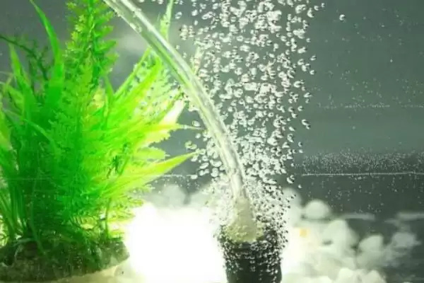 灯鱼养殖的打氧情况,灯鱼要不要进行打氧的操作插图3 灯鱼养殖的打氧情况,灯鱼要不要进行打氧的操作插图3