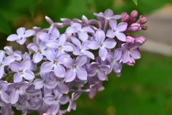 丁香花放置卧室的情况,丁香花能不能放在卧室里养殖插图1 丁香花放置卧室的情况,丁香花能不能放在卧室里养殖插图1