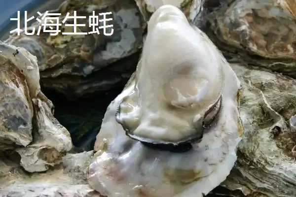 北海生蚝的产地在什么地方呢,北海生蚝产于哪里插图1 北海生蚝的产地在什么地方呢,北海生蚝产于哪里插图1