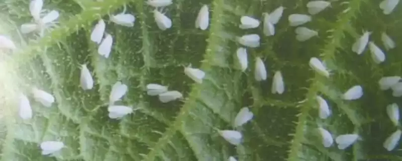 吃黄瓜叶的飞虫是什么和种类呢,吃黄瓜叶的飞虫是什么插图 吃黄瓜叶的飞虫是什么和种类呢,吃黄瓜叶的飞虫是什么插图