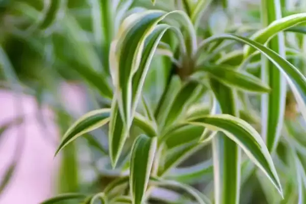 吊兰的常见种类类型,吊兰有哪些常见的种类品种插图3 吊兰的常见种类类型,吊兰有哪些常见的种类品种插图3