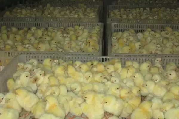 冬季鸡苗的防冻方法,冬季鸡苗如何进行防冻有哪些方法插图1