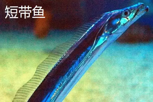 带鱼的所属鱼类类型介绍,带鱼是什么类型的鱼类及得名原因插图6 带鱼的所属鱼类类型介绍,带鱼是什么类型的鱼类及得名原因插图6