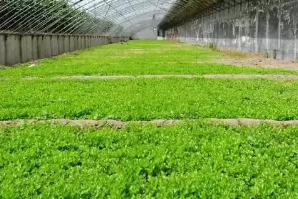 大棚芹菜生长的适宜温度是多少,大棚芹菜的生长适宜温度插图2 大棚芹菜生长的适宜温度是多少,大棚芹菜的生长适宜温度插图2