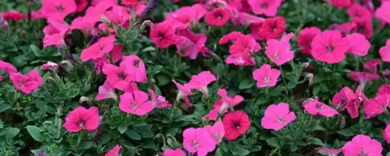 碧冬茄的养殖方法和要点有哪些呢,碧冬茄如何养殖插图 碧冬茄的养殖方法和要点有哪些呢,碧冬茄如何养殖插图