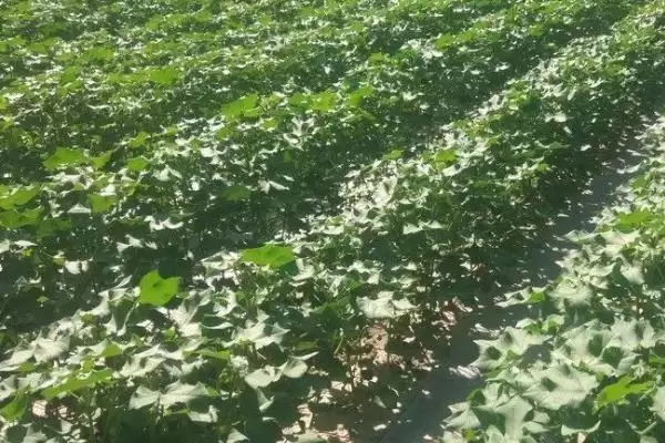 棉花滴灌不同肥料滴施方式不同施肥方法解析插图5 棉花滴灌不同肥料滴施方式不同施肥方法解析插图5