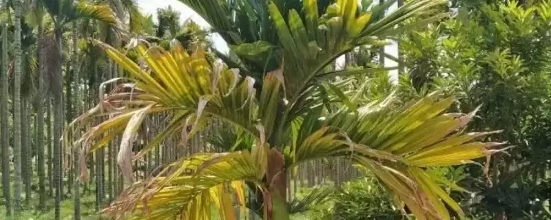 槟榔黄叶是什么原因导致的呢,槟榔黄叶的原因插图 槟榔黄叶是什么原因导致的呢,槟榔黄叶的原因插图