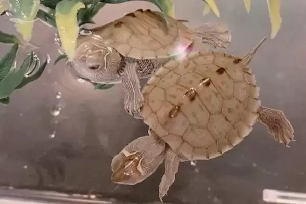 地图龟不开食的原因分析,地图龟不开食的原因有哪些方面插图2 地图龟不开食的原因分析,地图龟不开食的原因有哪些方面插图2