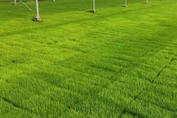 水稻用壮秧剂后施肥,对水稻使用壮秧剂之后为何不能施肥插图2 水稻用壮秧剂后施肥,对水稻使用壮秧剂之后为何不能施肥插图2