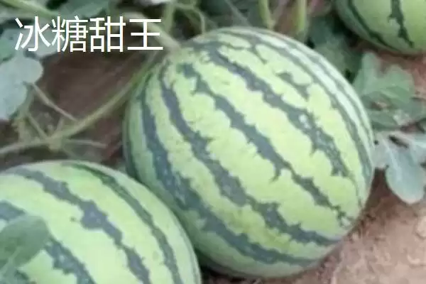 大型西瓜的品种种类介绍,大型西瓜品种有哪些最大可达多少插图1 大型西瓜的品种种类介绍,大型西瓜品种有哪些最大可达多少插图1