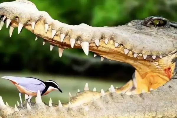 鳄鱼和牙签鸟关系,鳄鱼和牙签鸟是不是共生关系类型插图2 鳄鱼和牙签鸟关系,鳄鱼和牙签鸟是不是共生关系类型插图2