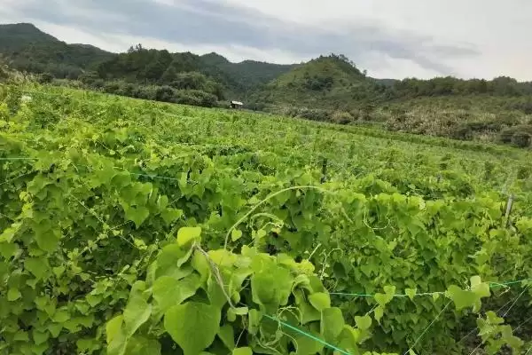 防己的施肥方式,防己应如何进行施肥操作插图2 防己的施肥方式,防己应如何进行施肥操作插图2