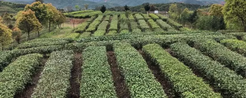 茶树育种如何鉴定品质和方法呢,茶树育种如何鉴定品质插图 茶树育种如何鉴定品质和方法呢,茶树育种如何鉴定品质插图