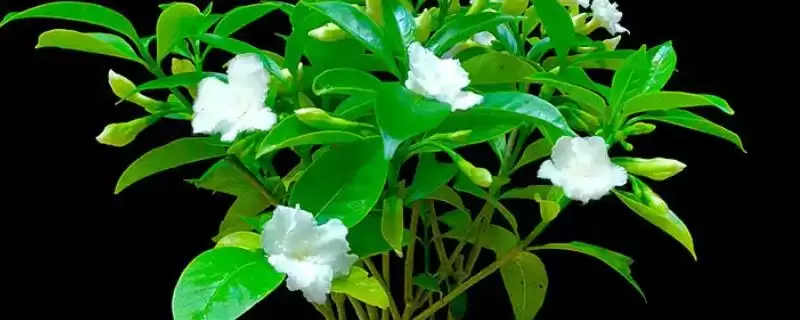 丁香花放置卧室的情况,丁香花能不能放在卧室里养殖插图 丁香花放置卧室的情况,丁香花能不能放在卧室里养殖插图