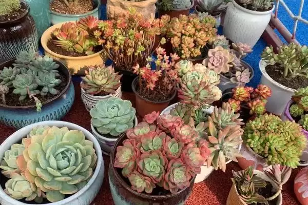 多肉植物种类划分,多肉植物有哪些常见的种类类型划分插图12