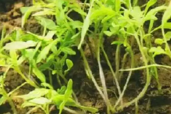 番茄猝倒病情况,番茄猝倒病在什么阶段可患病插图2 番茄猝倒病情况,番茄猝倒病在什么阶段可患病插图2