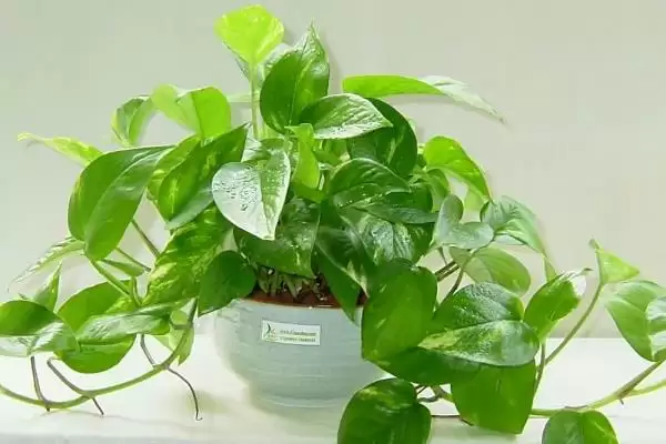 防辐射的植物推荐,防辐射的植物有哪些值得推荐的插图5 防辐射的植物推荐,防辐射的植物有哪些值得推荐的插图5