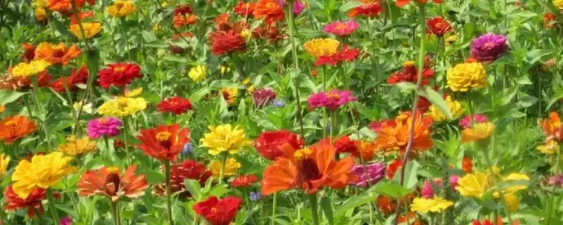 百日菊养殖方法,百日菊的养殖方法是什么样的插图 百日菊养殖方法,百日菊的养殖方法是什么样的插图