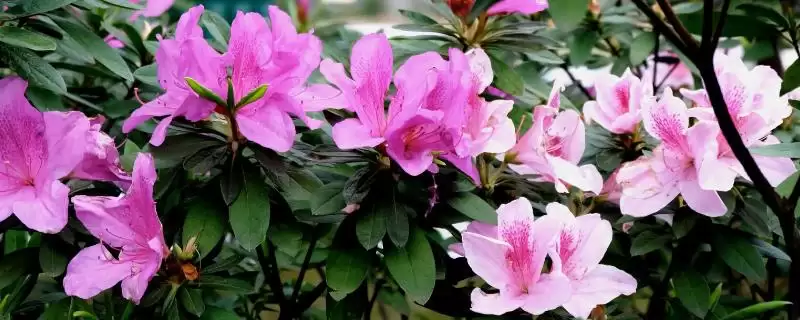杜鹃花的开放时间,杜鹃花何时开放受什么因素影响插图 杜鹃花的开放时间,杜鹃花何时开放受什么因素影响插图