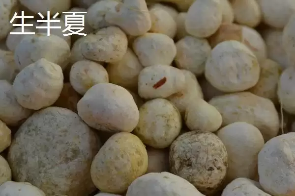 半夏有哪些不同的种类呢,半夏的种类插图1 半夏有哪些不同的种类呢,半夏的种类插图1