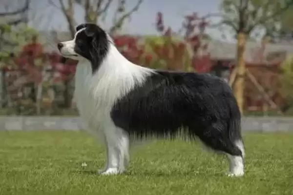 边境牧羊犬身上臭不臭呢,边境牧羊犬臭不臭插图3 边境牧羊犬身上臭不臭呢,边境牧羊犬臭不臭插图3