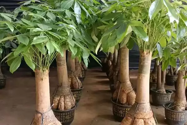 发财树的盆栽方法,发财树的盆栽方法在春秋有何要求插图5 发财树的盆栽方法,发财树的盆栽方法在春秋有何要求插图5