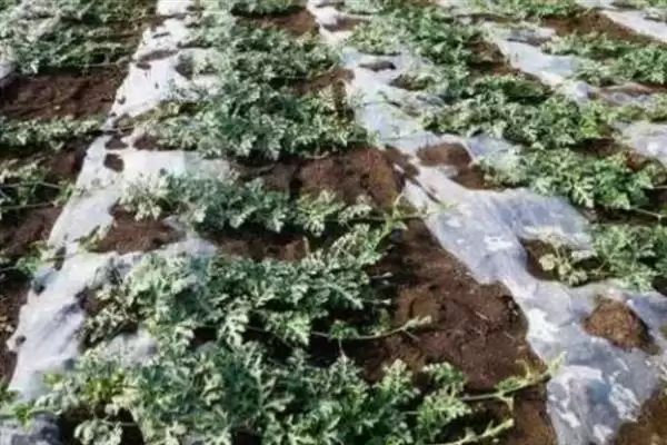 大棚多膜覆盖西瓜的栽培方法是,大棚多膜覆盖西瓜的栽培方法插图1 大棚多膜覆盖西瓜的栽培方法是,大棚多膜覆盖西瓜的栽培方法插图1