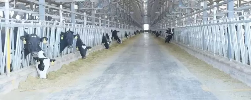 冬季奶牛的高效养殖,冬季怎么高效养殖奶牛提高产奶量插图 冬季奶牛的高效养殖,冬季怎么高效养殖奶牛提高产奶量插图