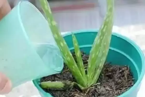芦荟浇太多水的处理,对芦荟浇太多水了应如何进行处理插图4 芦荟浇太多水的处理,对芦荟浇太多水了应如何进行处理插图4