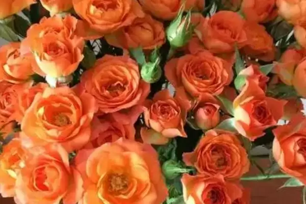 橙色玫瑰的花语是什么和寓意呢,橙色玫瑰的花语插图1 橙色玫瑰的花语是什么和寓意呢,橙色玫瑰的花语插图1