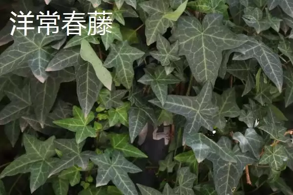 常春藤有哪些常见的品种呢,常春藤的品种插图1 常春藤有哪些常见的品种呢,常春藤的品种插图1