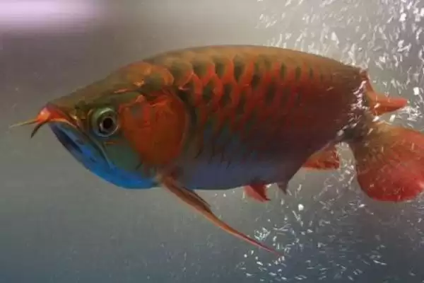 旦岛龙鱼的饲养难度情况,旦岛龙鱼好不好养饲养难度如何插图1 旦岛龙鱼的饲养难度情况,旦岛龙鱼好不好养饲养难度如何插图1
