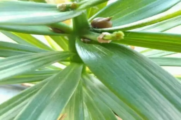 百合花基本介绍,百合花是怎样的常见观赏植物插图5