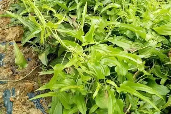 百部种植投资,百部种植一亩投资多少及收益如何插图1