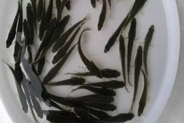 乌鱼苗分布在哪些海域及吃什么?插图3 乌鱼苗分布在哪些海域及吃什么?插图3