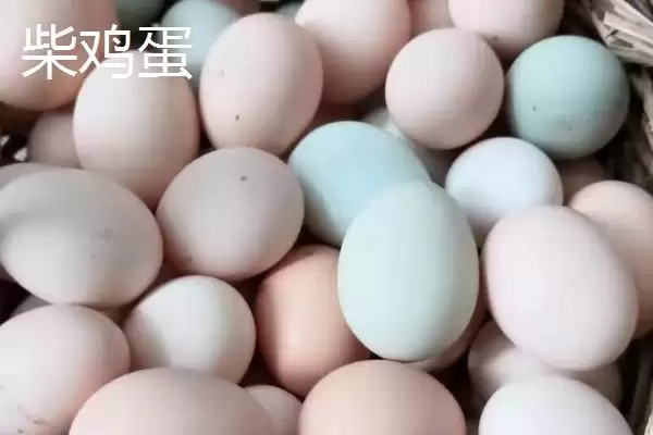 柴鸡蛋和普通鸡蛋有何区别呢,柴鸡蛋和普通鸡蛋的区别插图1 柴鸡蛋和普通鸡蛋有何区别呢,柴鸡蛋和普通鸡蛋的区别插图1