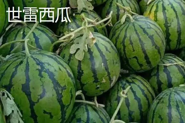 大型西瓜的品种种类介绍,大型西瓜品种有哪些最大可达多少插图8 大型西瓜的品种种类介绍,大型西瓜品种有哪些最大可达多少插图8