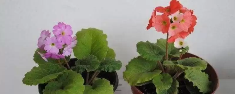 报春花的繁殖方法和方式是怎样呢,报春花的繁殖方法插图 报春花的繁殖方法和方式是怎样呢,报春花的繁殖方法插图