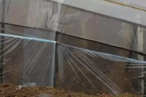 温室棚膜滴水是质量差导致的吗?插图5 温室棚膜滴水是质量差导致的吗?插图5