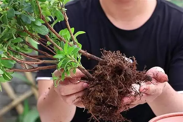 杜鹃花冬季换盆的情况,杜鹃花冬季能进行换盆的操作吗插图1