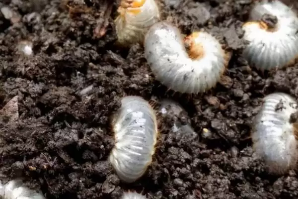 花生常见虫害蛴螬棉铃虫蚜虫类型全解析插图1 花生常见虫害蛴螬棉铃虫蚜虫类型全解析插图1